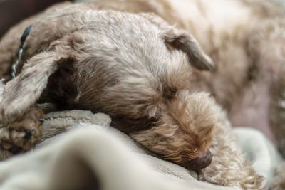 Close-up of dog sleeping