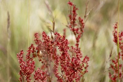 Close-up of red flowering plant