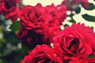 Close-up of pink rose