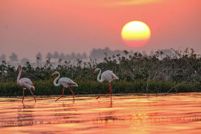 Birds in lake