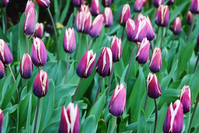 Close-up of pink tulips on field