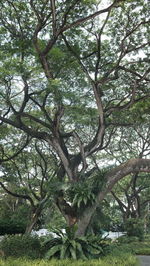 Low angle view of trees in forest