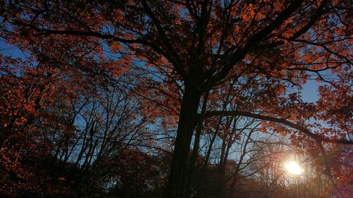 Sun shining through trees