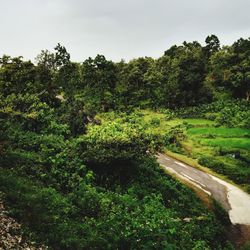 Scenic view of forest against sky