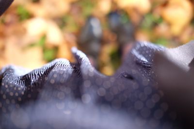 Close up of leaves