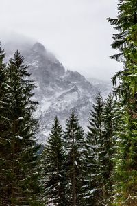 Scenic view of forest against sky