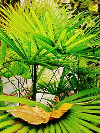 Close-up of green leaves