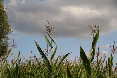 Close-up of stalks in field against cloudy sky