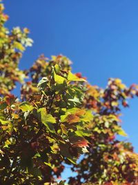 Low angle view of plant against clear blue sky