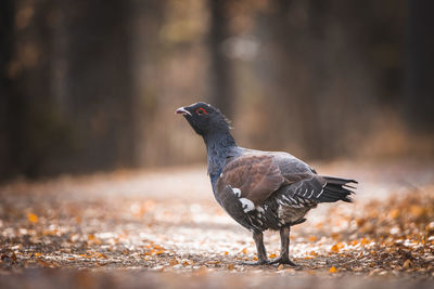 Close-up of bird perching in a forrest