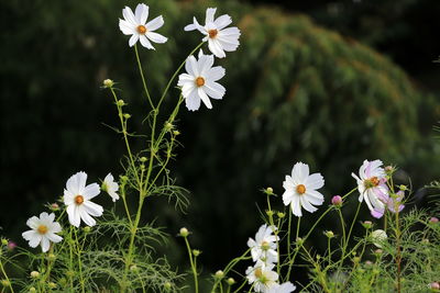 Close-up of white flowering plants on field