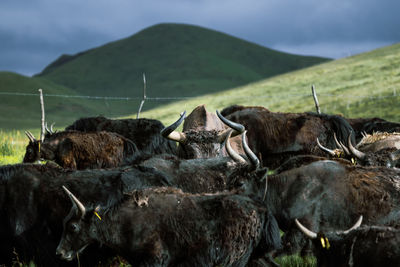 Cows grazing on field