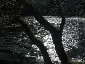 Low angle view of trees