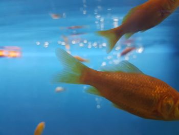 Close-up of fish swimming in water