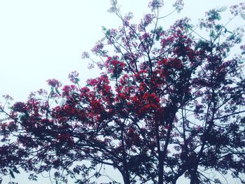 Low angle view of trees against sky