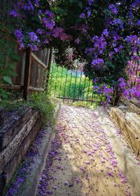 Purple flowering plants by fence