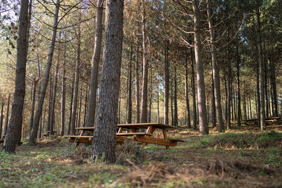 Empty bench amidst trees in forest