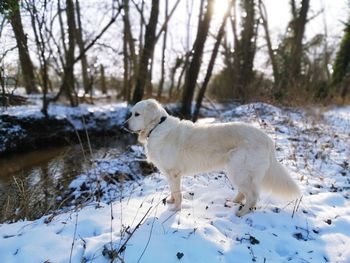 Golden retriever in the snowy forest by the creek