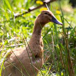 Close-up of a bird on field