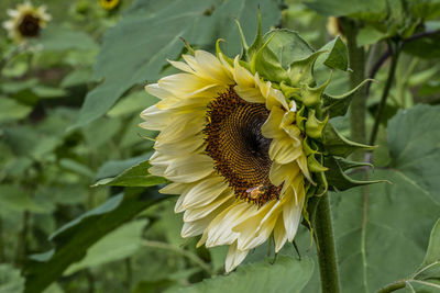 Close-up of sunflower