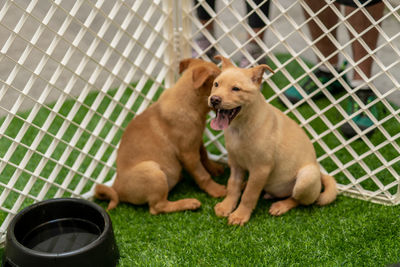 Two dogs sitting on grass