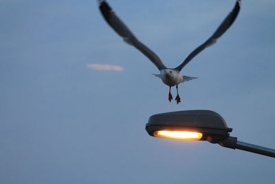 Low angle view of seagull flying against sky