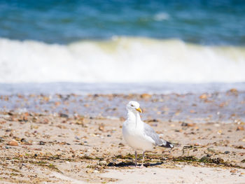 Seagull perching on beach