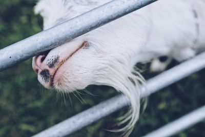 Close-up of white horse