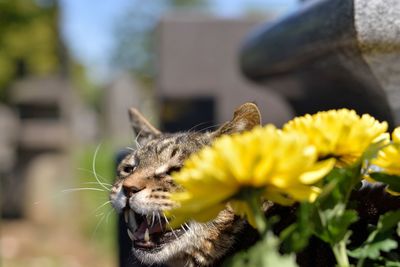 Cat and yellow flowers on sunny day