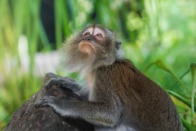 Close-up of monkey