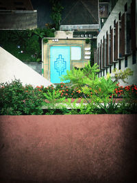 Plants growing in front of building