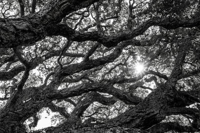 Low angle view of tree against sky