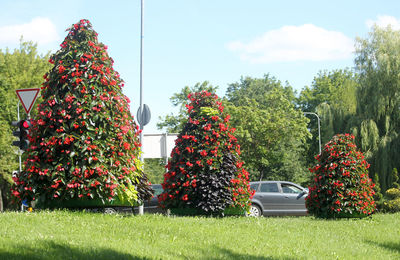 Plants and trees in park