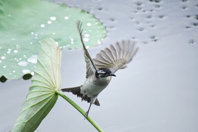 Close-up of bird flying