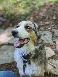 Dog with mouth open looking away while sitting in forest