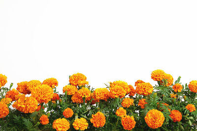 Close-up of marigold flowers against clear sky