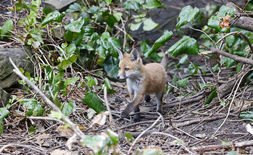 Young fox cub exploring an urban garden