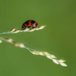 Close-up of ladybug on flower