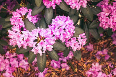 Viollet flowers in garden grate for floral background. natural light