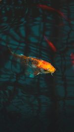 High angle view of koi carps swimming in lake