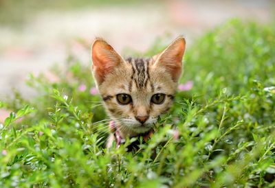 Portrait of kitten on field