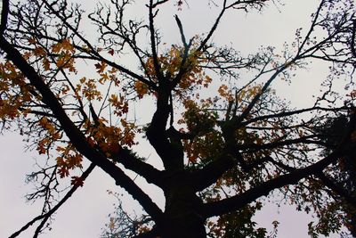 Low angle view of tree against sky