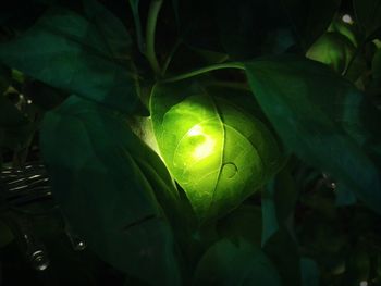 Close-up of illuminated leaf