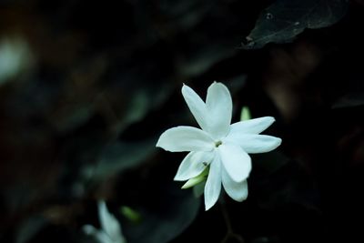 Close-up of white flowers