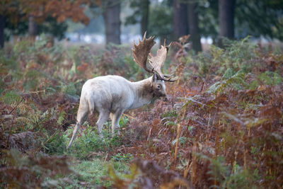 Deer standing in a field