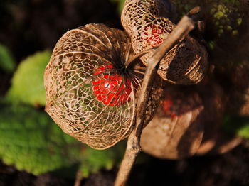 Detail shot of physalis fruits