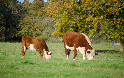 Horses grazing in a field