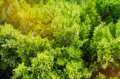 Green young juniper branches close up. background with juniper branches.