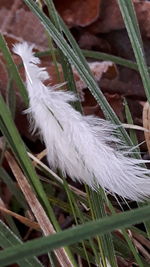 Close-up of grass