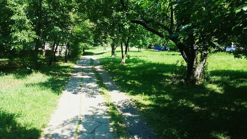 Footpath amidst trees